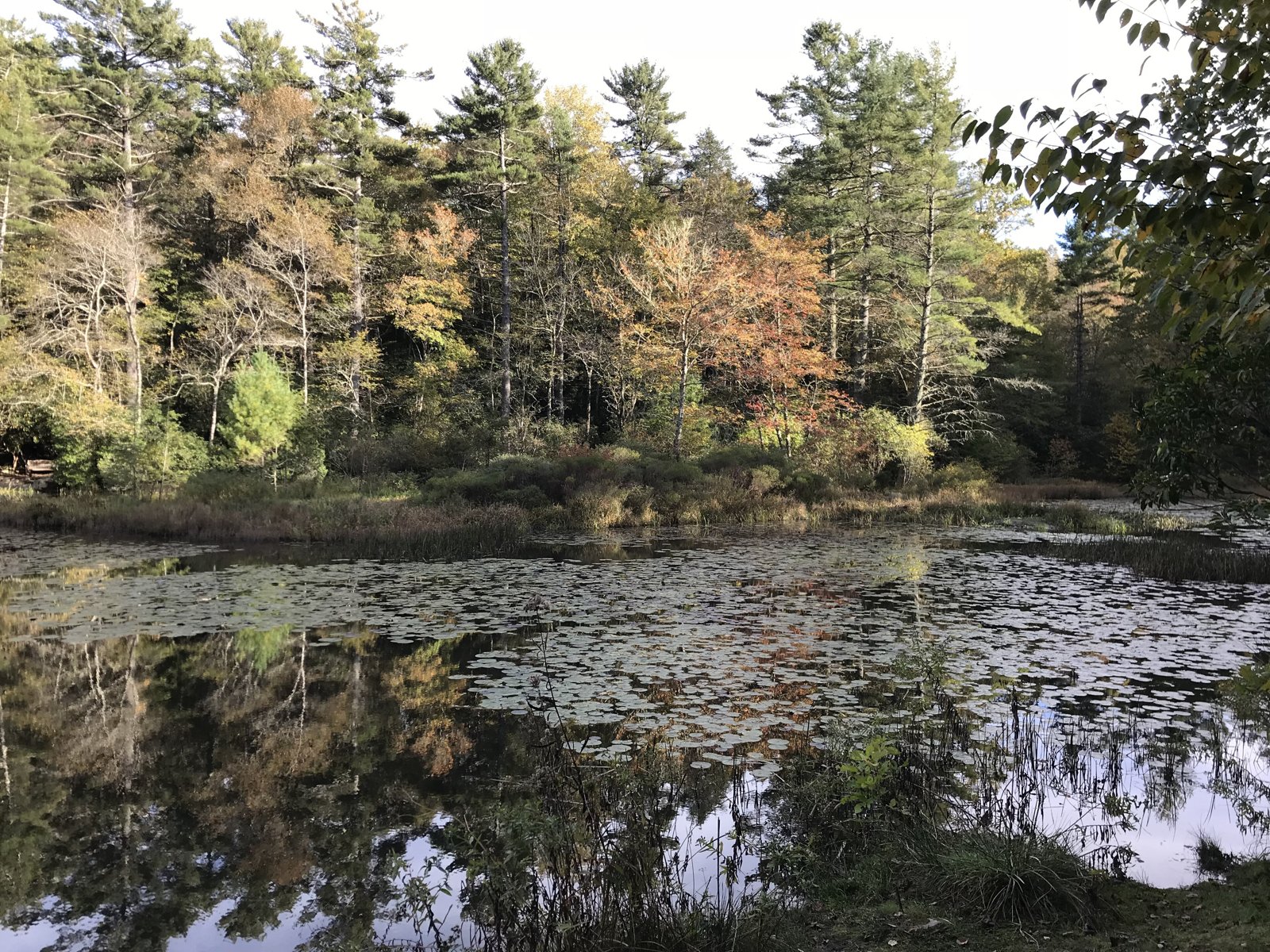 Bog garden across Lindenwood Lake at the Highlands Biological Station