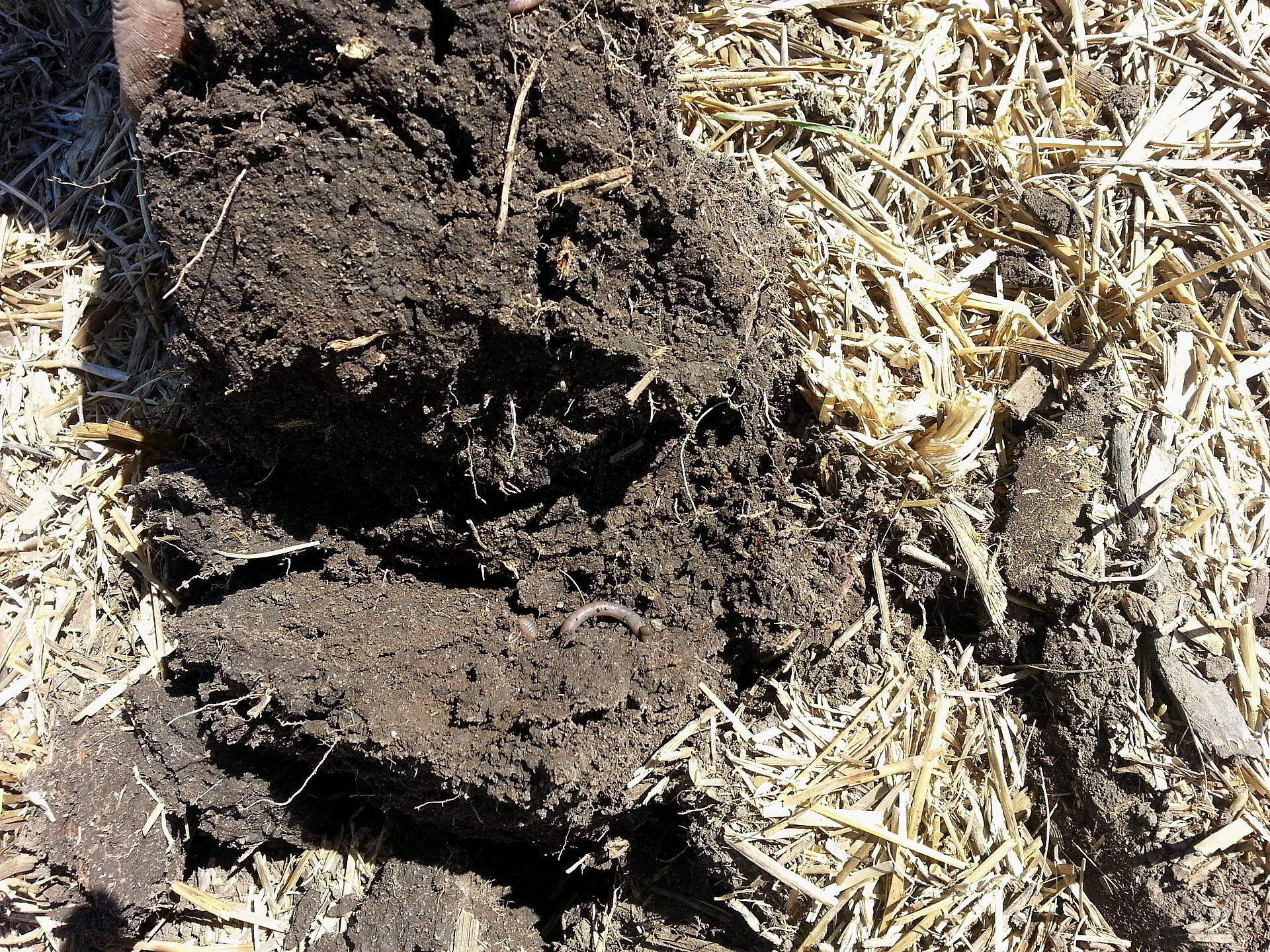 Dark, crumbly farm soil with crop residue on a South Dakota field